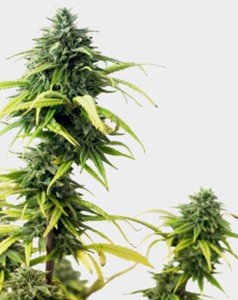 marijuana plant full bloom buds