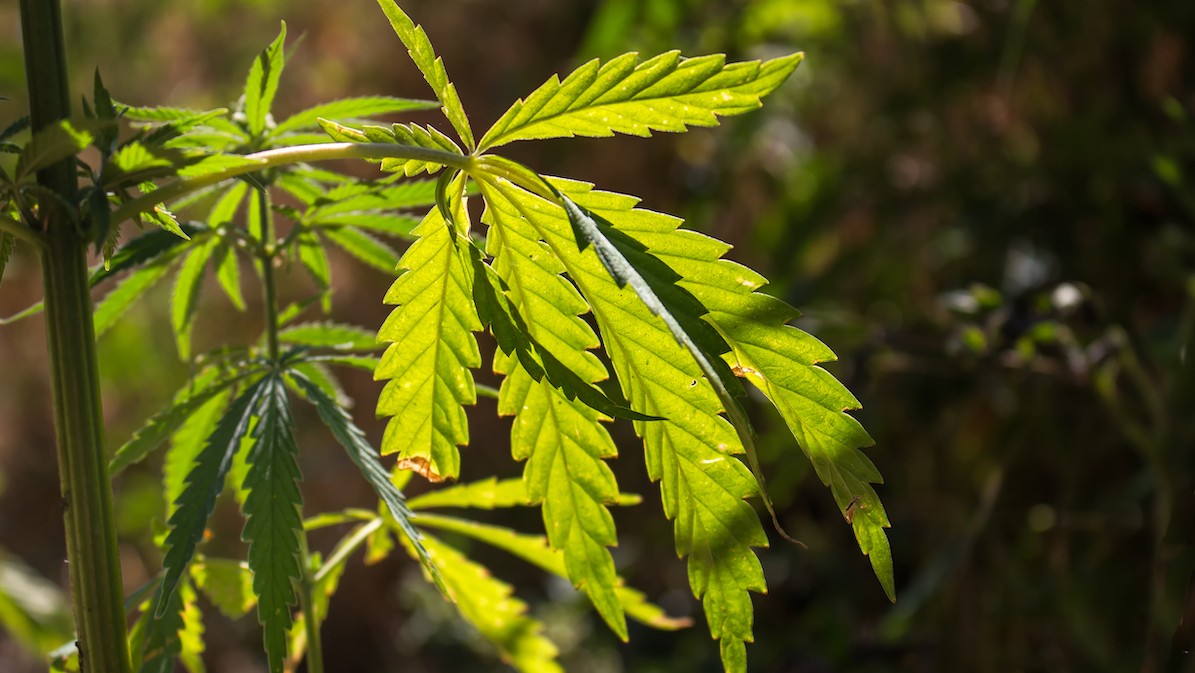 California cannabis farm, marijuana leaf in sun