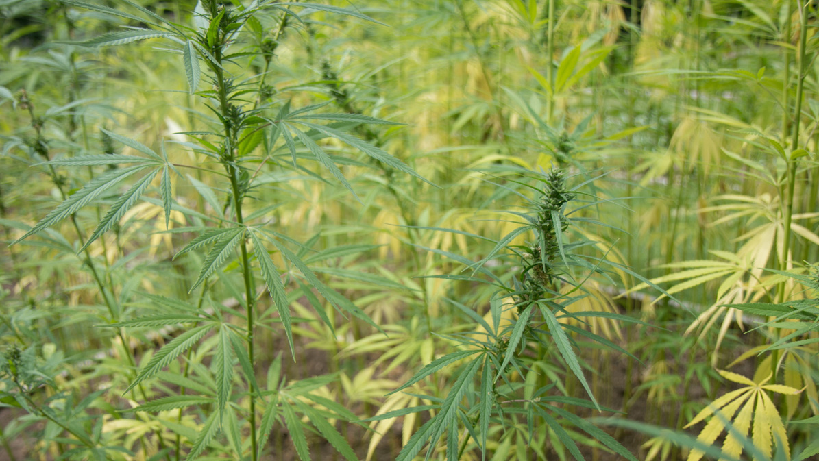 California cannabis farm young plants marijuana garden